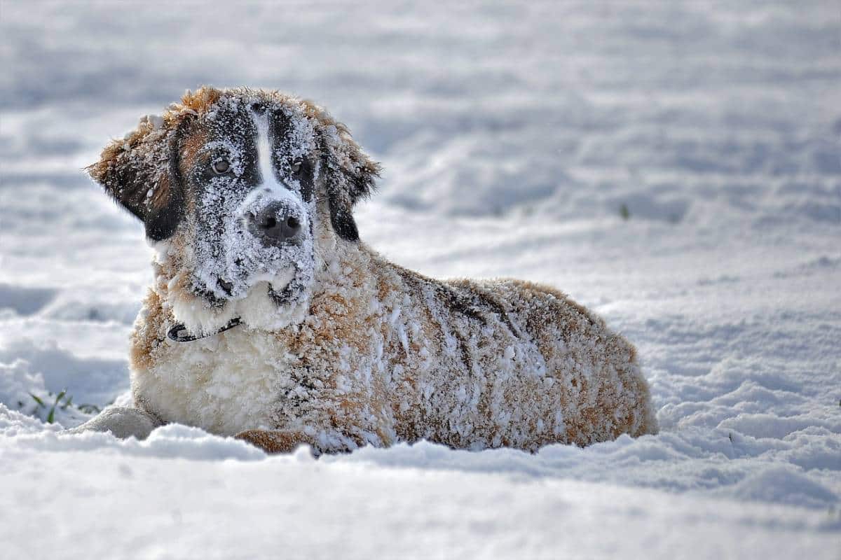 hond in de sneeuw